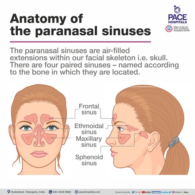 Frontal and deals maxillary sinuses